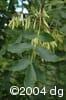 Fraxinus pennsylvanica frpl