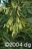 Fraxinus pennsylvanica frt