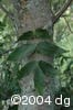 Fraxinus pennsylvanica lvs