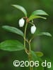 Gaultheria procumbens flpl