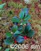 Gaultheria procumbens frpl