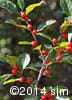 Ilex verticillata 10