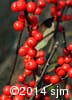 Ilex verticillata 12