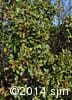 Ilex verticillata 2