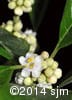 Ilex verticillata 6