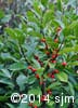 Ilex verticillata 9