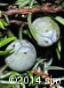 Juniperus communis 10