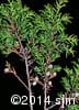 Juniperus communis 11