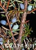 Juniperus communis 12