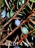 Juniperus communis 13