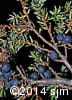 Juniperus communis 14