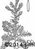 Juniperus communis 15