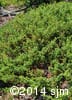 Juniperus communis 1