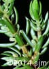 Juniperus communis 6