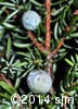 Juniperus communis 9