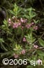 Kalmia angustifolia flpl