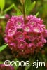 Kalmia angustifolia flw