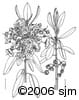 Kalmia angustifolia ill
