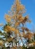 Larix laricina 11