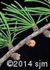 Larix laricina 3