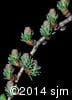 Larix laricina 4