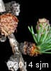 Larix laricina 5