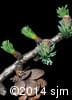 Larix laricina 6