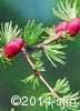 Larix laricina 7