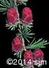 Larix laricina 8