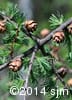 Larix laricina 9