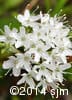 Rhododendron groenlandicum 10