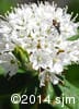 Rhododendron groenlandicum 11