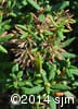 Rhododendron groenlandicum 12