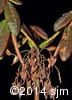 Rhododendron groenlandicum 13