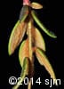 Rhododendron groenlandicum 14
