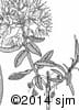 Rhododendron groenlandicum 15