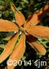 Rhododendron groenlandicum 4