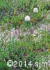 Rhododendron groenlandicum 5
