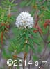 Rhododendron groenlandicum 8