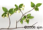 Lonicera canadensis scan