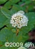 Physocarpus opulifolius flw