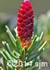 Picea glauca 10