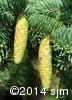 Picea glauca 11