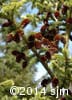 Picea glauca 12