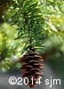 Picea glauca 13