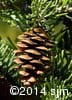 Picea glauca 14