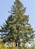 Picea glauca 1