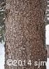 Picea glauca 2