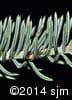 Picea glauca 3