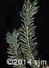 Picea glauca 4